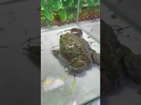 Stupid frog