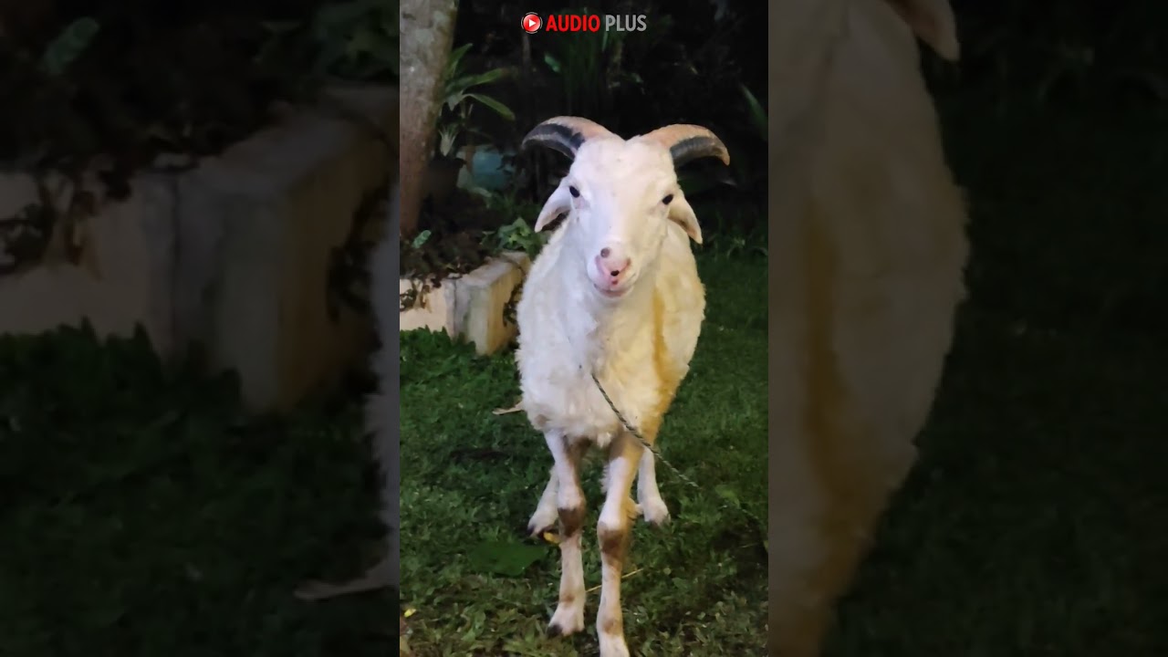 Suara embek kambing lucu #shorts #embe #kambing