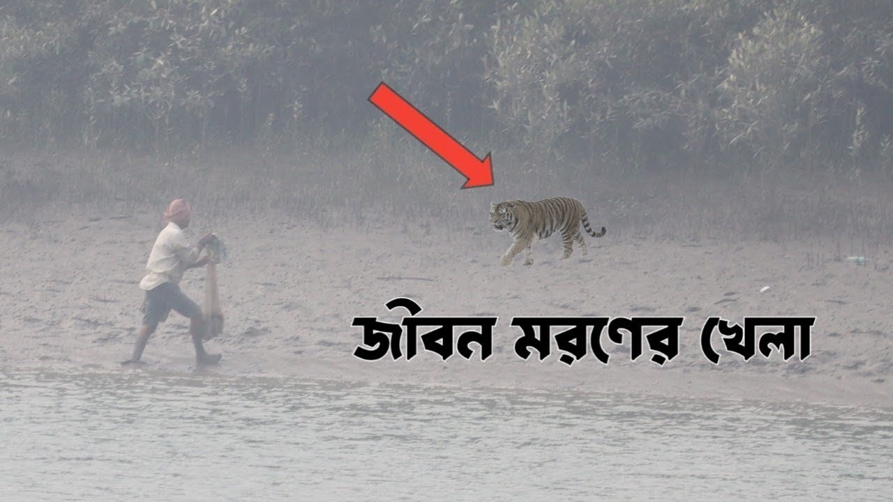 Sundarban Tiger Atack-sundarban fishing video/sundarban fishing bangla-Sundarban অভিযান
