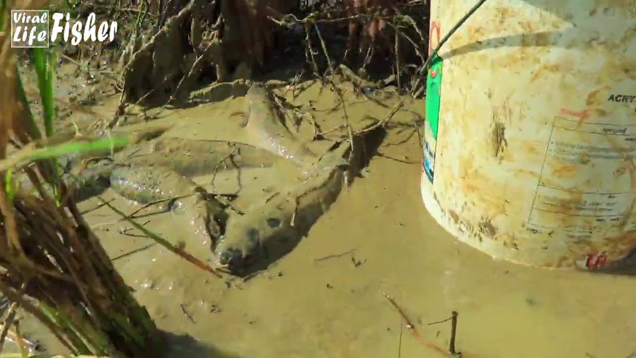 SUPER TOP 3 - Amazing Unique Fishing! Dry Season Fishing in CAMBODIA