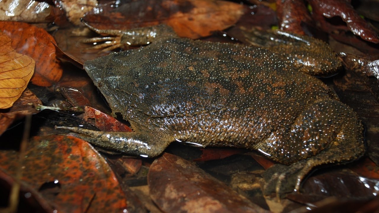 SURINAM TOAD  #Pipa pipa
