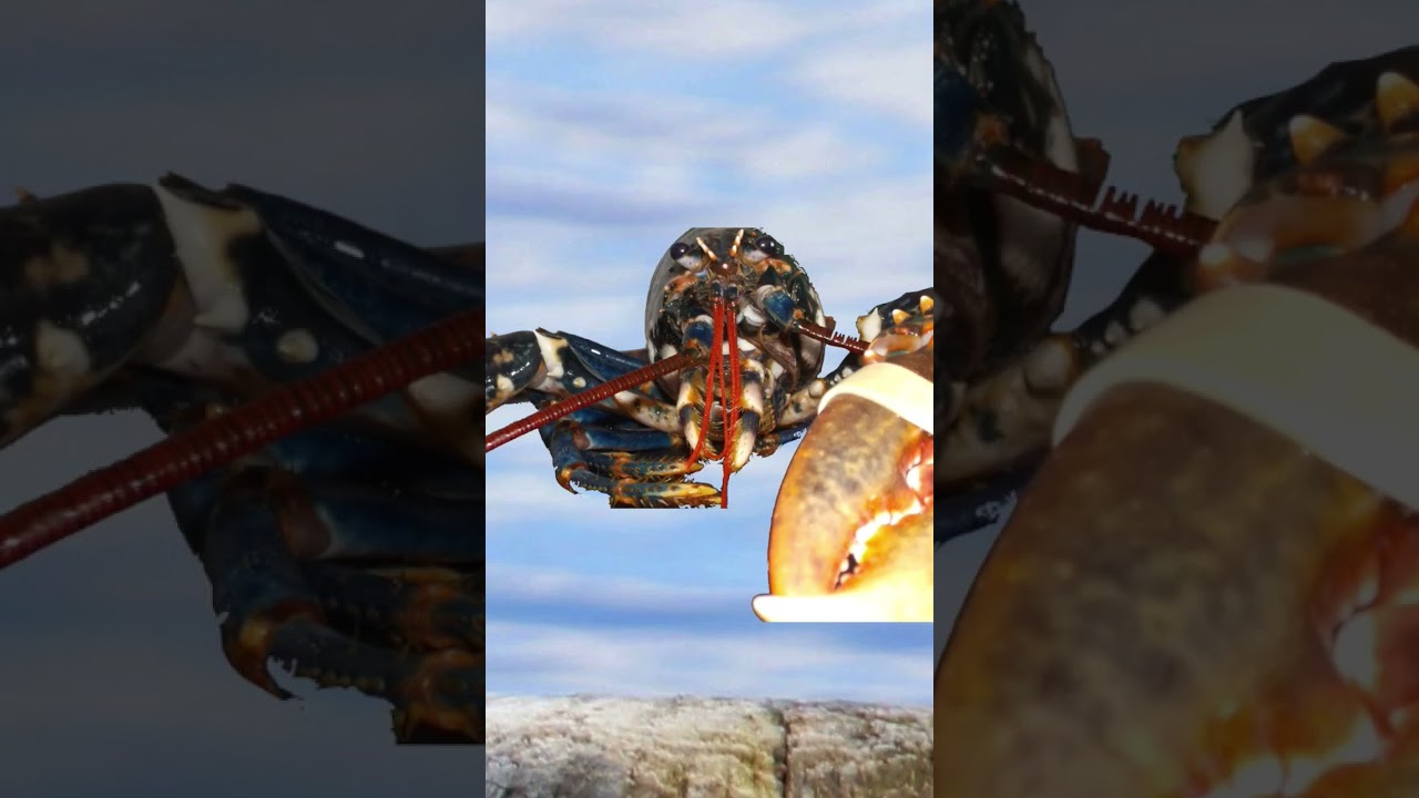 Surprise lobster Jumpscare #jumpscare #lobster #meme #shorts