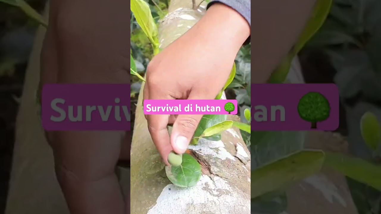 Survival di hutan 🌳 #outdoors #fishing #survival #hunting #jiaamalia20 #jiasurvivalskills #cooking