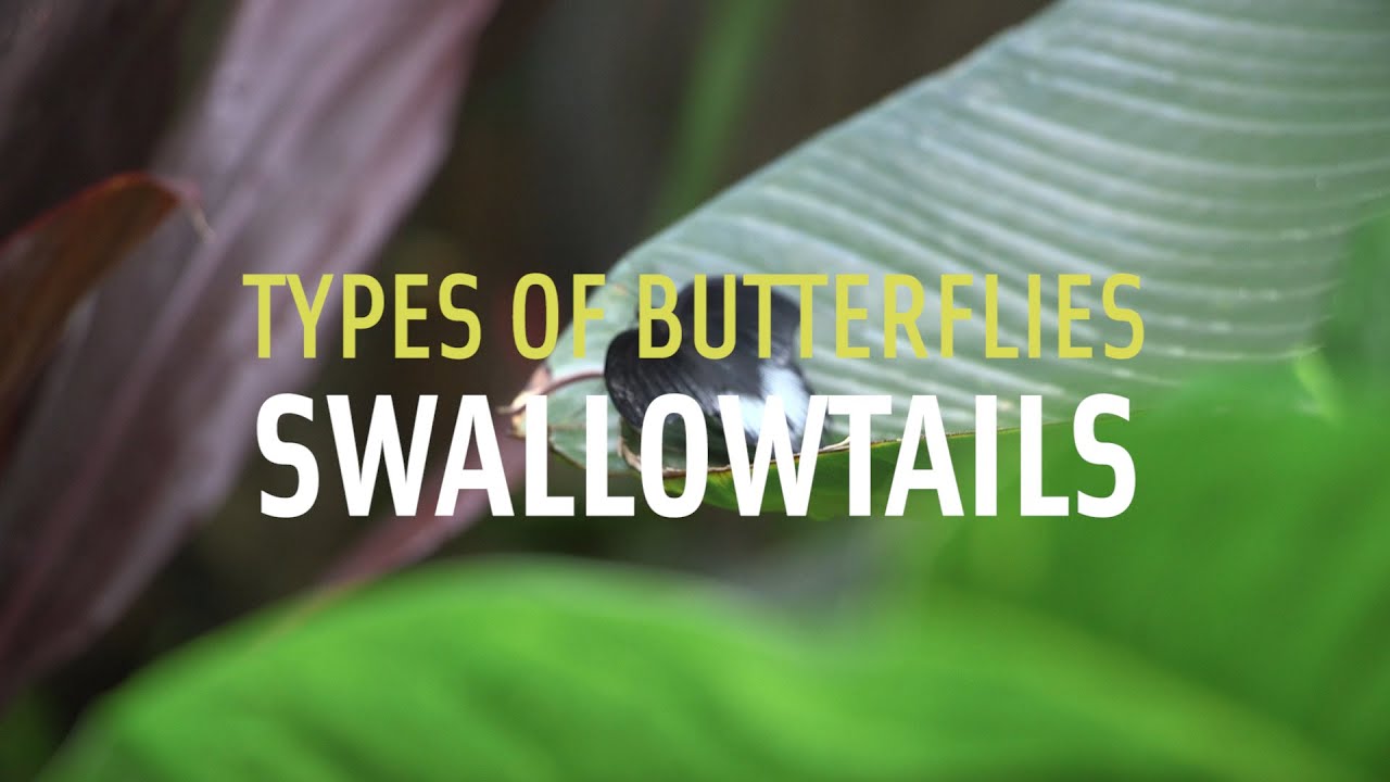 Swallowtail Butterflies