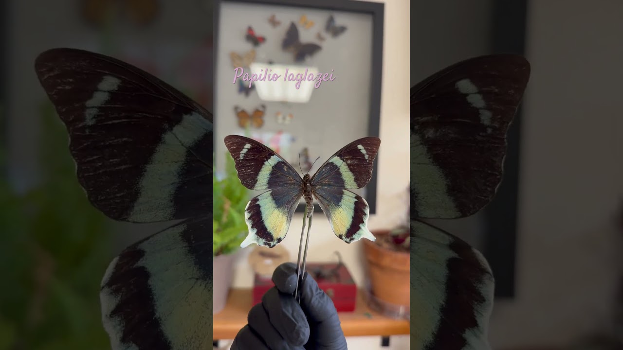 #swallowtail #rarebutterfly #butterflyart #entomology #butterfly #nature #art
