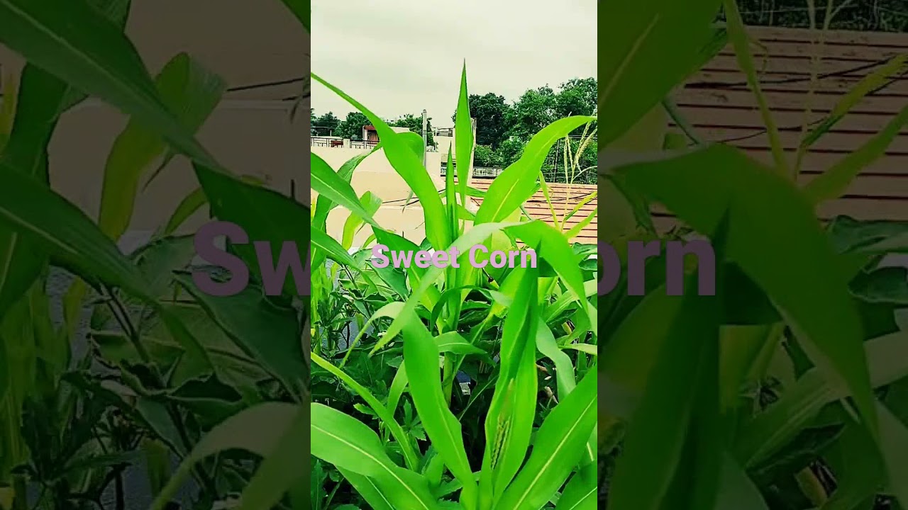 Sweet corn of my Terrace Garden#shorts#Vimis garden(51)