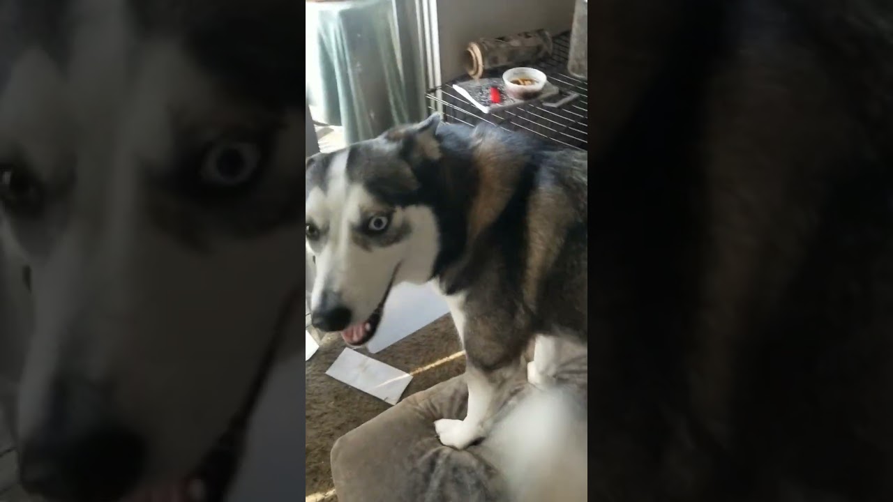 sweet nora #husky #shorts #youtubeshorts #huskylovers #happyhusky #siberianhusky #dogs #dog