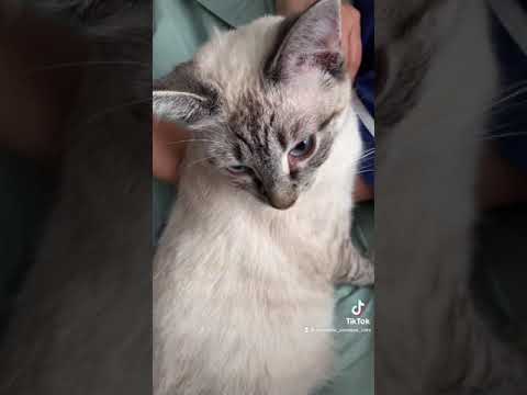 Sweet Siamese Cats Stay By their Mother's Side as she Recovers from Surgery
