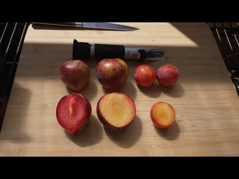 Sweet Treat Pluerry, Candy Heart Pluerry, and Flavor King Pluot Comparison (8/29/21)