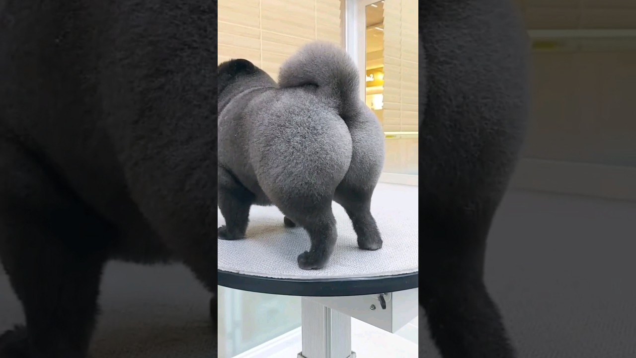 TÁ OLHANDO PARA OUTRO CACHORRO 😠🐶