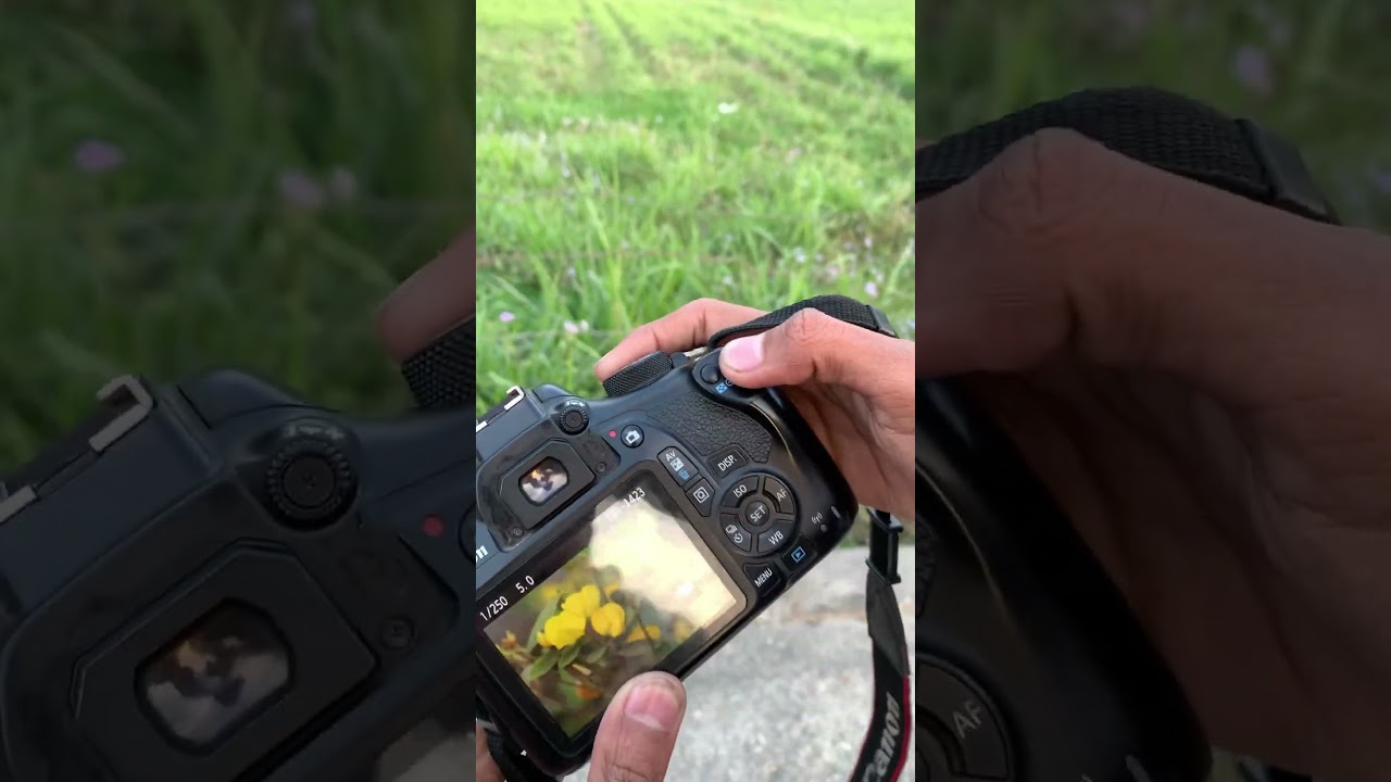 Taking a shot of a flower 🌼 😱😱 #photography #nikonlens #nikon
