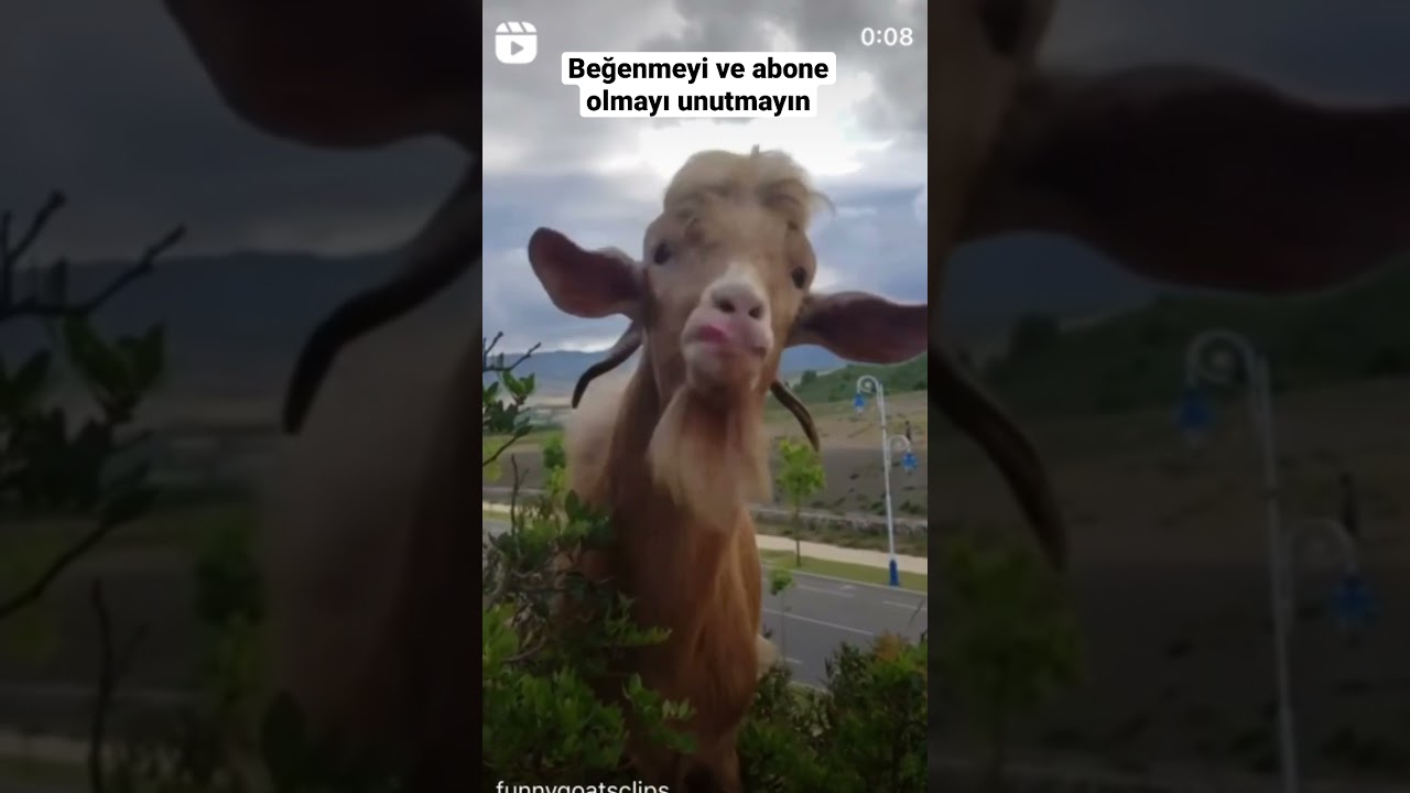 Taklitçi keçi #goat #shorts #youtube #youtubeshorts #instagram #tiktok #life #love #animals #fyp