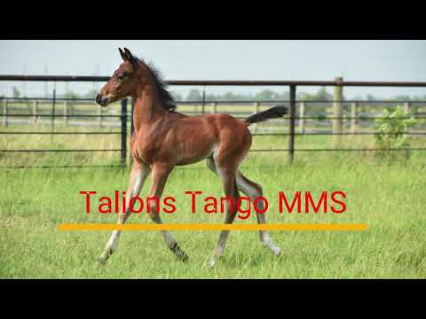 Talions Tango MMS