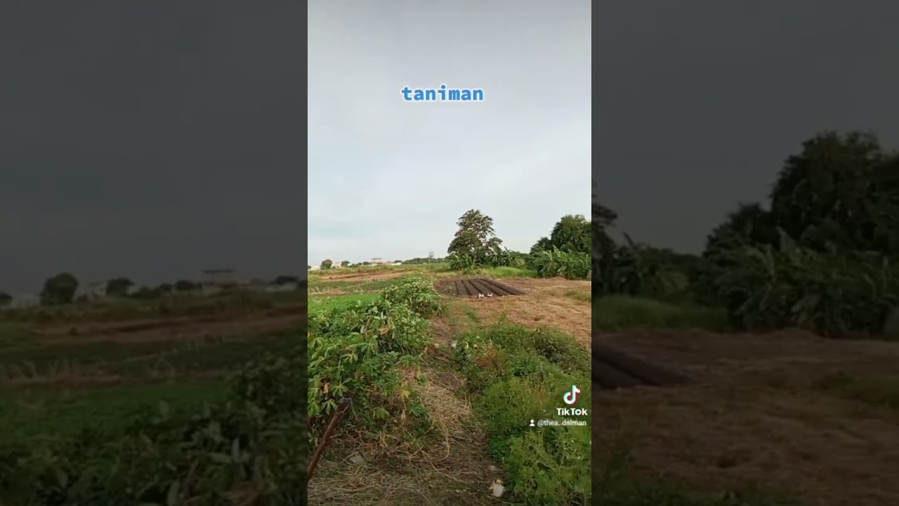 taniman nang saluyot