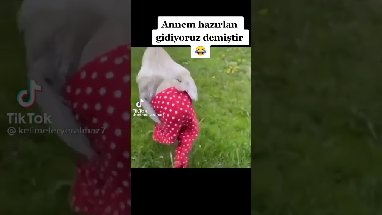 TARZIM VAR😂😂
