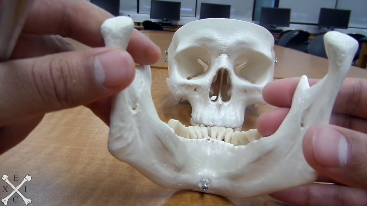 TeachMeEXCI - Mandible Facial Bone