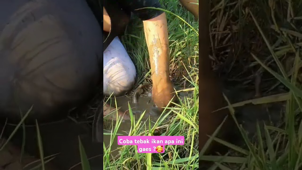 Tebak ikan apa ini? 🥰 #outdoors #fishing #survival #hunting #jiaamalia20 #jiasurvivalskills #cooking
