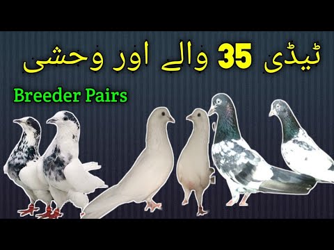 Teddy 35 Walay Sialkoti Wehshi Joro Walay Kabootar