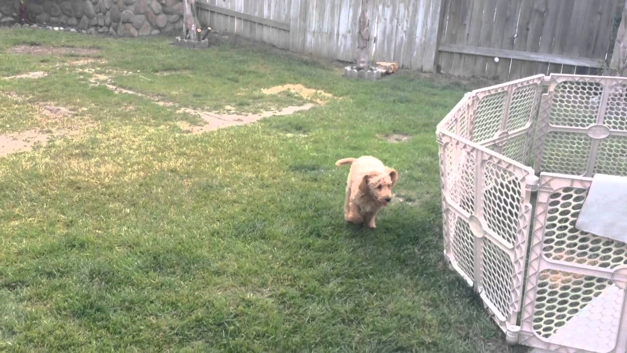 Teddy the Goldendoodle - Crazy Running Outside