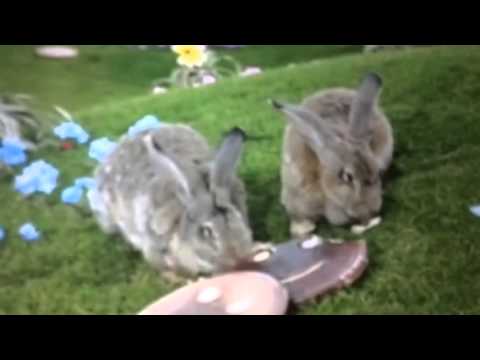 Teletubbies bunnys eat the tubby toast