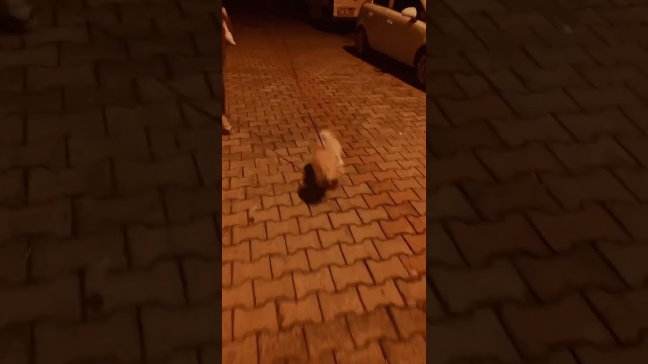 Teyze ile koşturmaca #cutepuppy #dogs #funny #baby #cute #followme #hangry #girl #follow #dogbreed