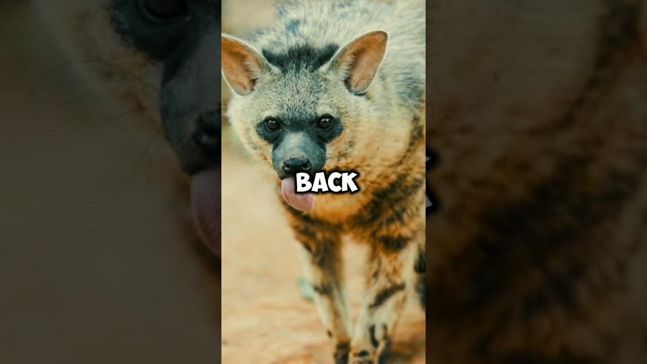 The Aardwolf: A Unique Nocturnal Termite-Eating Marvel of Africa#Aardwolf #AfricanWildlife
