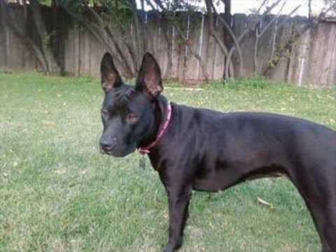 The American Pitbull Terrier: Fact Or Fiction Volume 1.