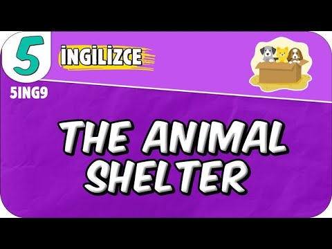 The Animal Shelter 📚 5ING9 #2025