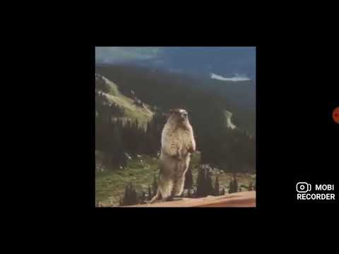 The bear roar meme