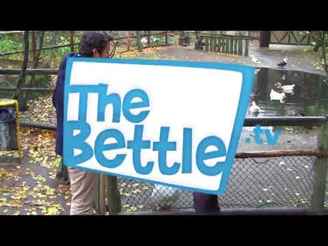 The Bessle goat lick tickle clip