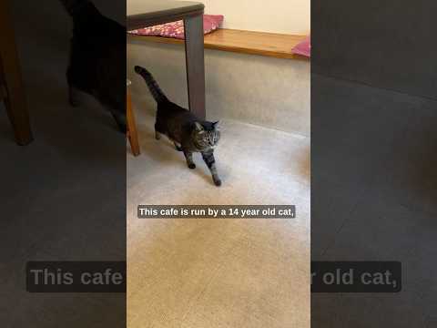 The cafe in Japan is run by a cat
