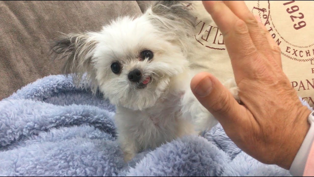 the cutest norbert high-five(s)
