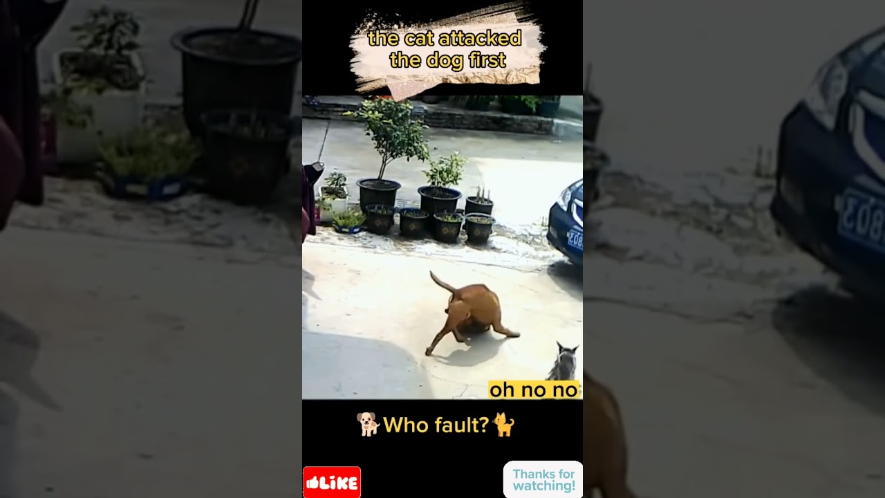 The dog killed the cat