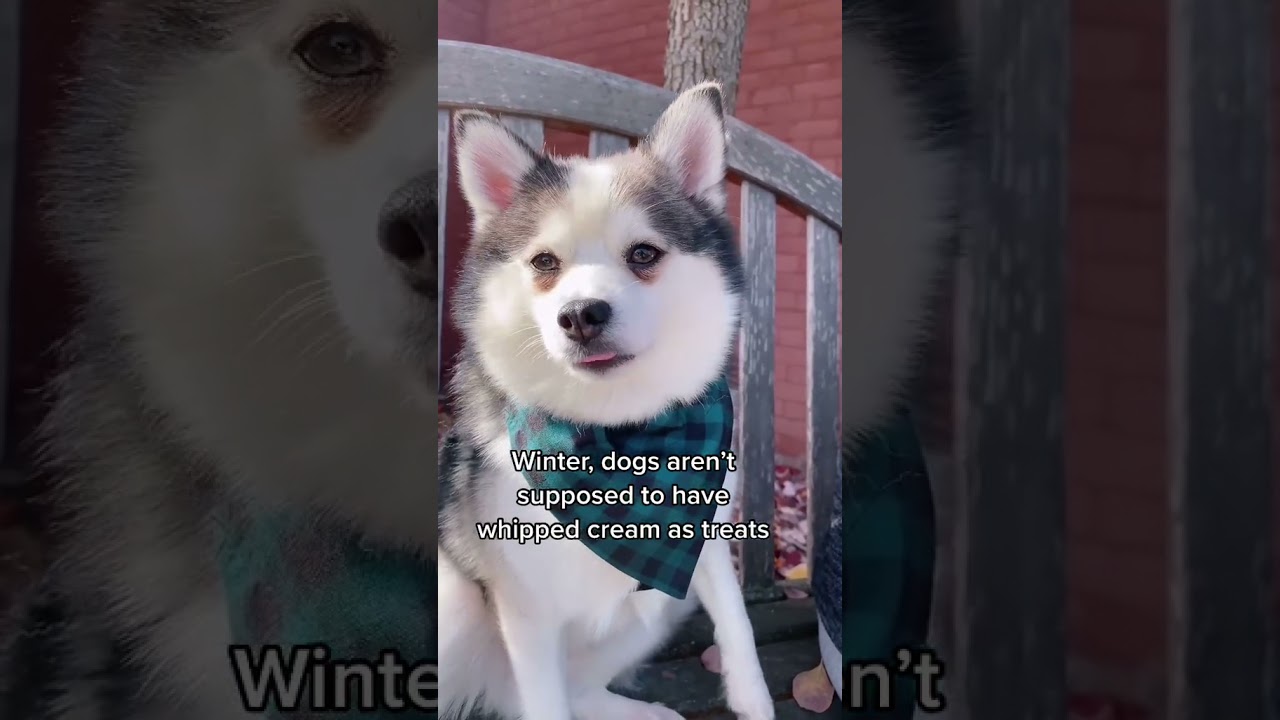 The dogs are cute and funny 2021#643.