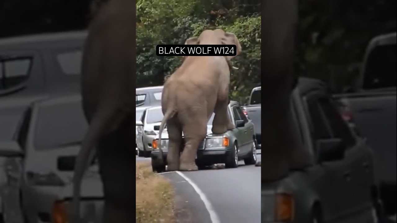 The Elephant Chasing Mercedes W124😱What would you?#mercedes #shorts #elephant #chasing