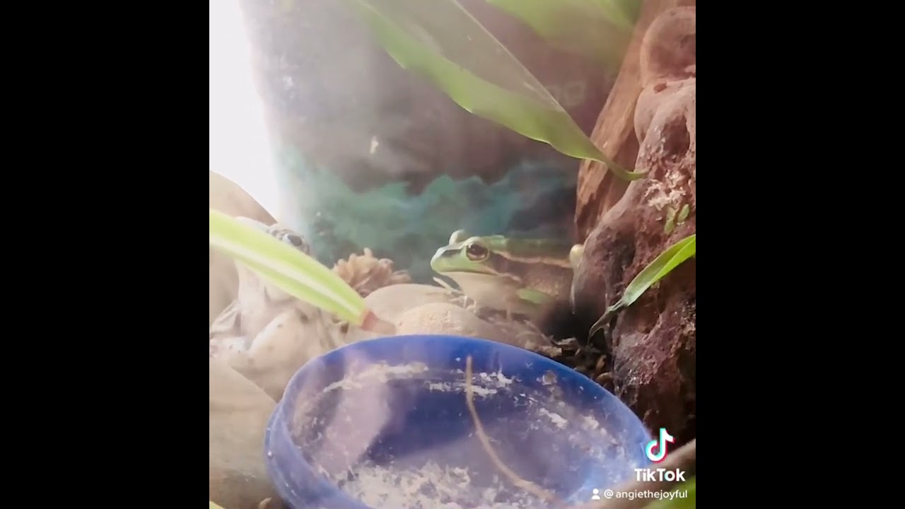 The Eyes say it all 🐸 #Greenandgoldenbellfrogs