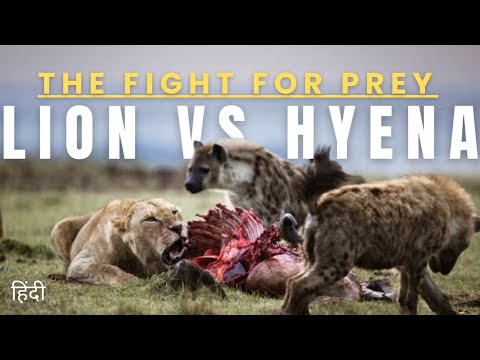 The Fight For Prey: Lion vs Hyena | animal planet in Hindi