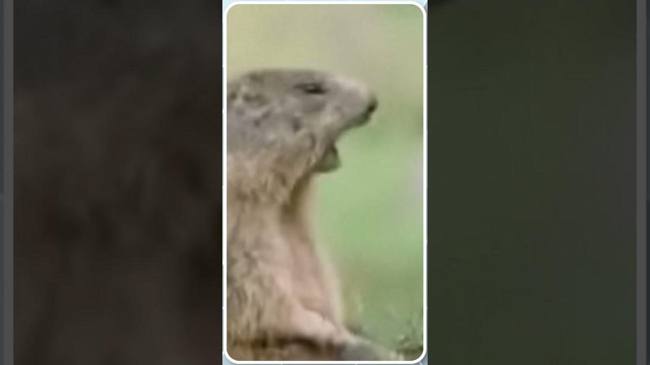 The Funniest Animal Shouting Ever!