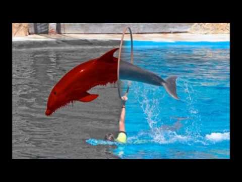 the golden walrus presents  - dolphin blood