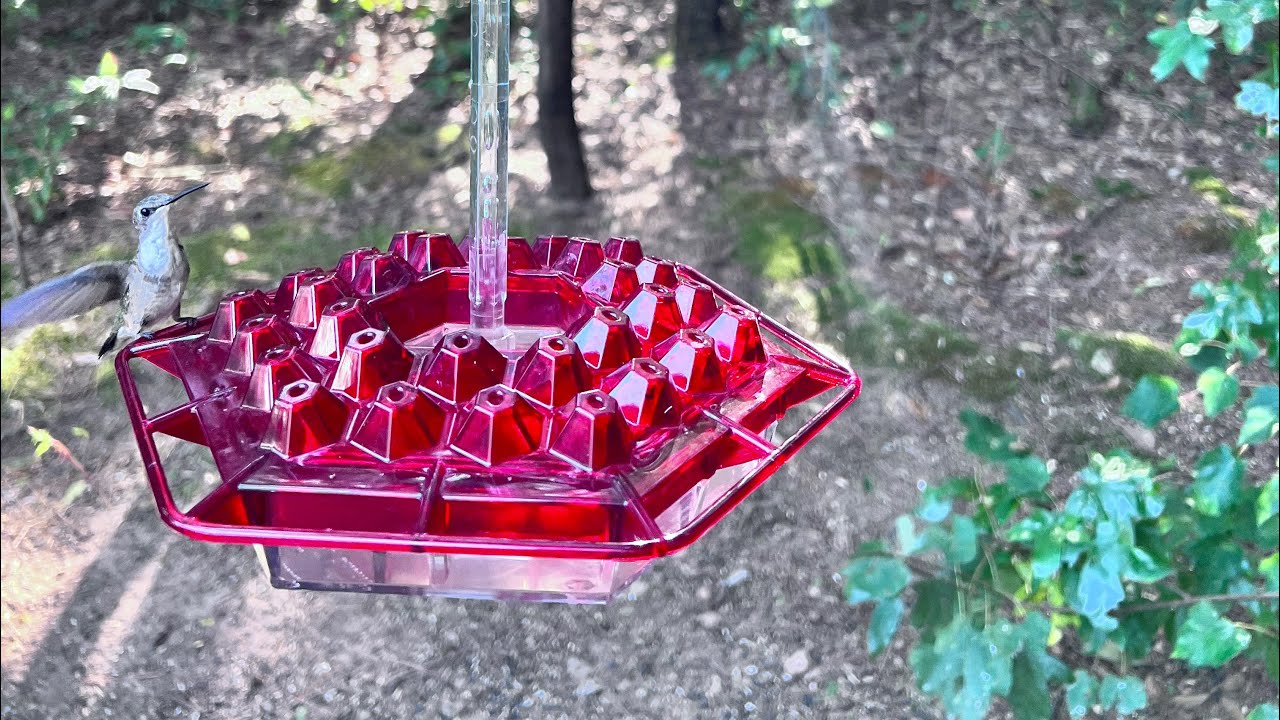 The Hummingbird game