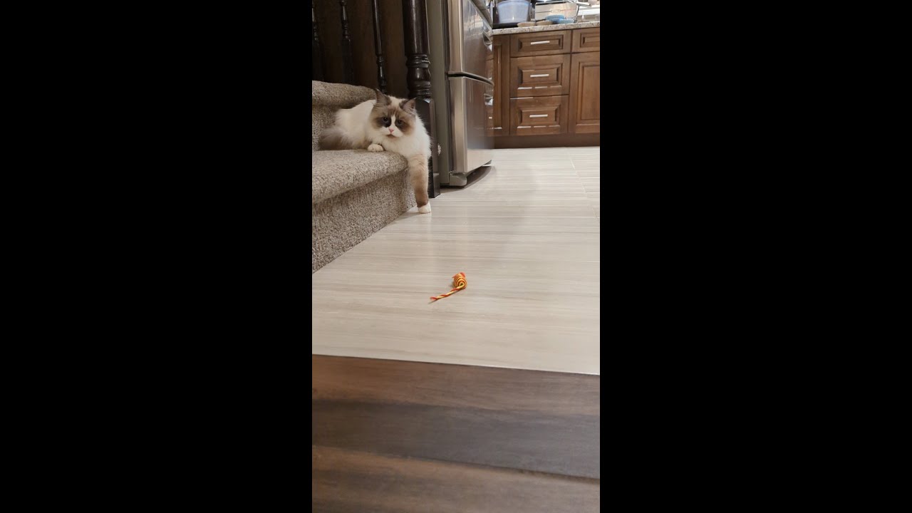 The Hunt - Pepper and her mouse