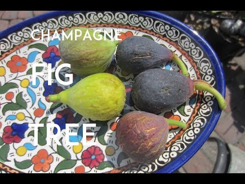 The LSU Champagne Fig Tree