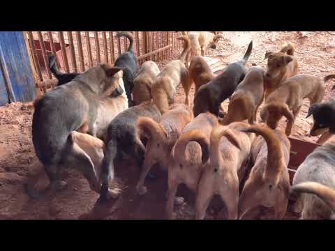 The male dog attacked the female dog while she was eating