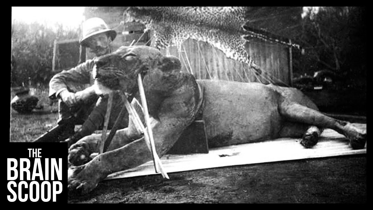 The Man-Eating Lions of Tsavo