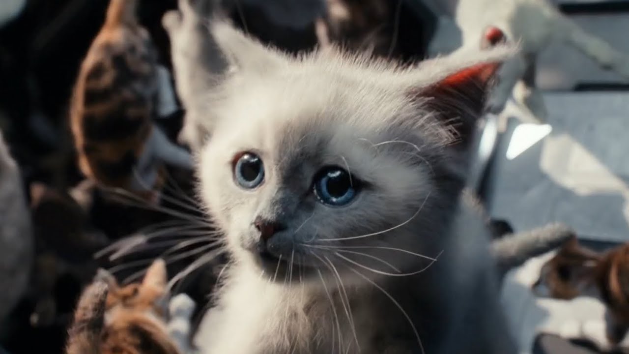 The Marvels - Flerken Kitties at the S.A.B.E.R (2/2)