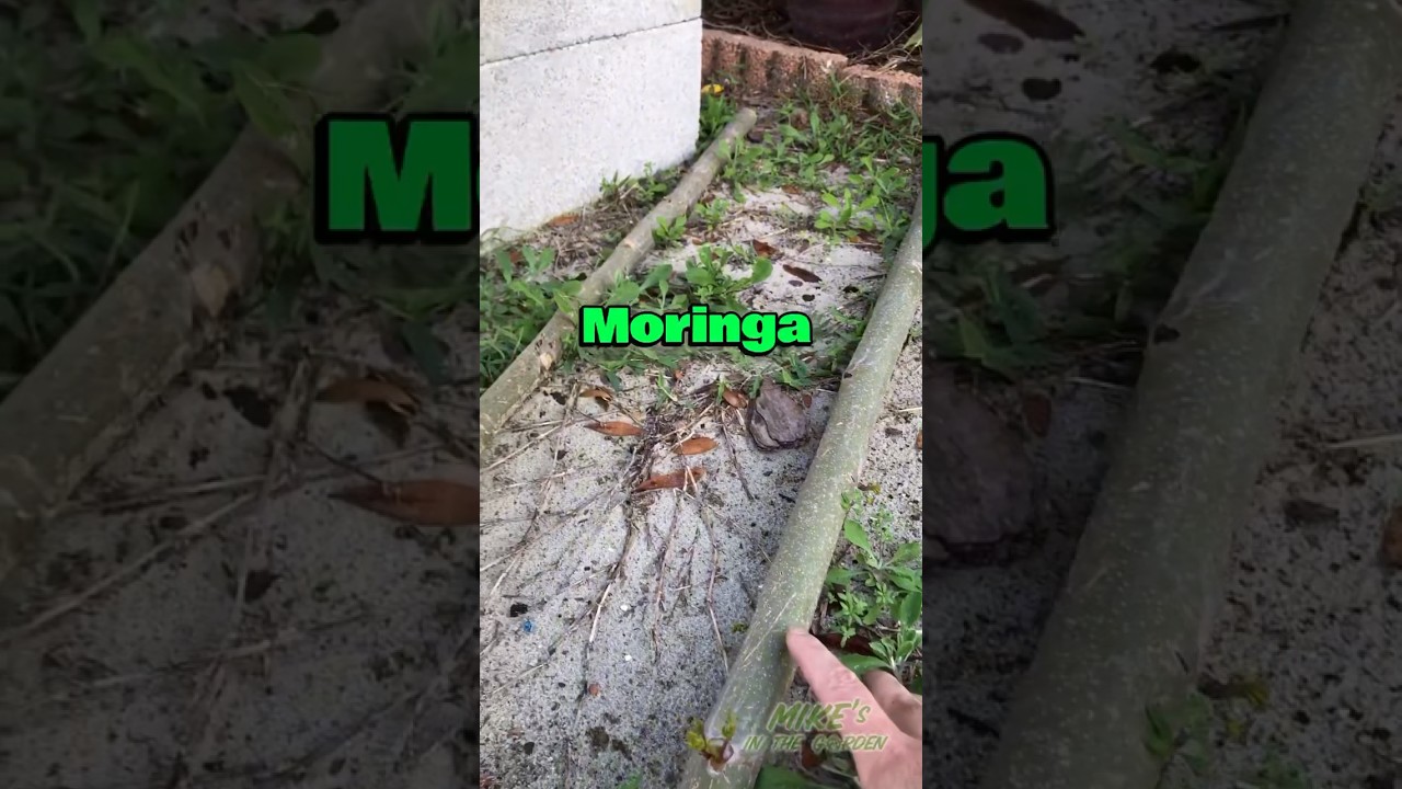 🌳The Miracle Tree🌿 #moringa #miracle #foodforest #permaculture #shorts #gardening #garden #florida