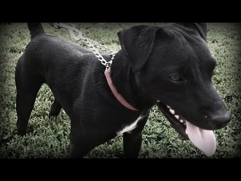 THE PATTERDALE TERRIER - A QUICK LOOK AT THE HISTORY AND BREED STANDARD