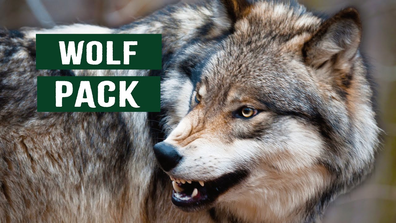The Predatory Wolf Pack Of Yellowstone National Park | White Wolf Documentary