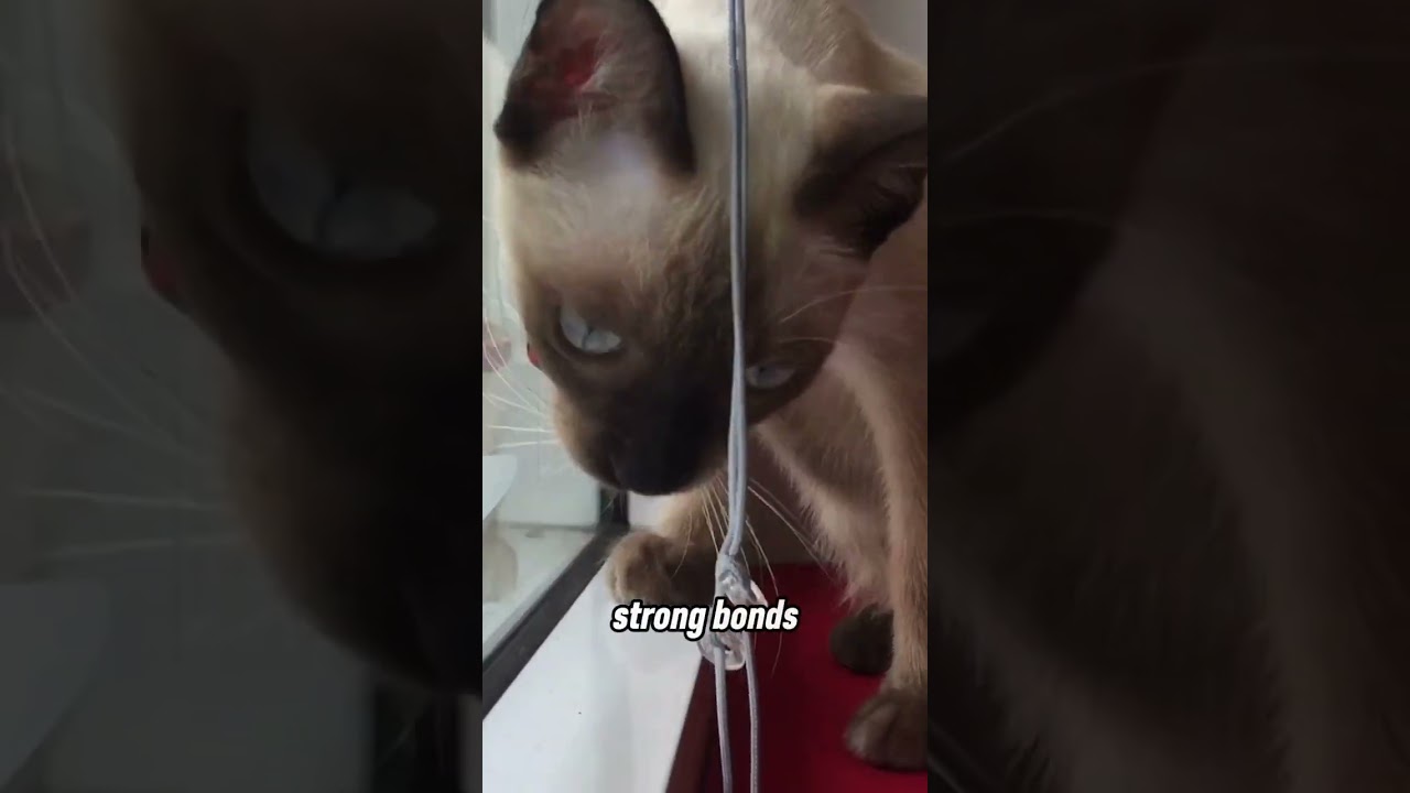 The Siamese Cat.  A True Beauty