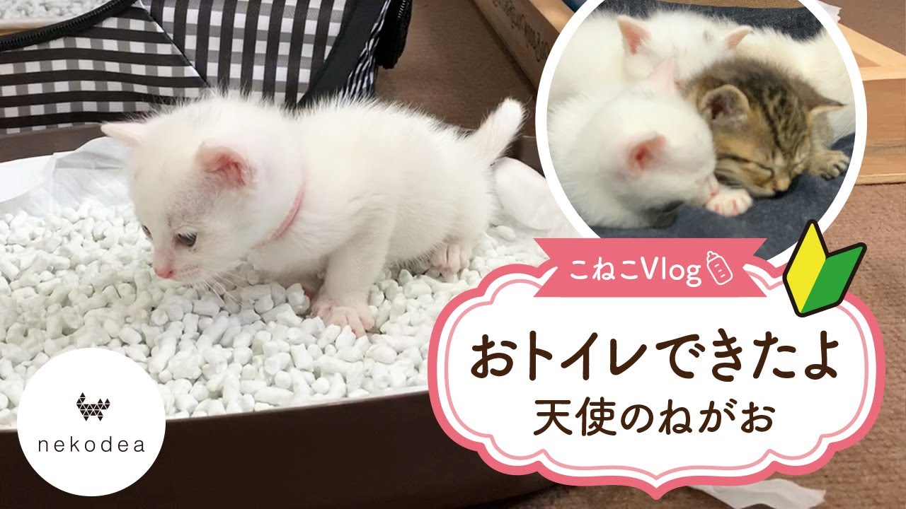 トイレできたよ★天使の寝顔たち～子猫の成長記録～【子猫〈保護猫〉】★The toilet was ready.～Kitten growth record～